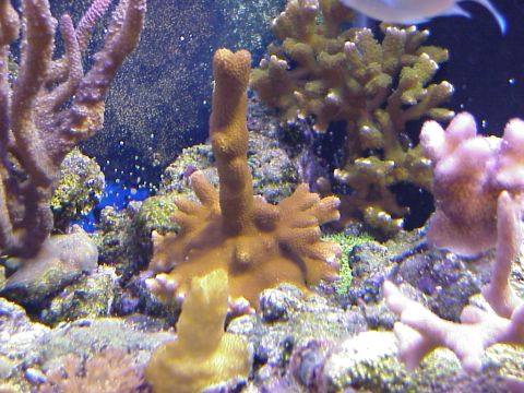 1996 Ford Bronco - Acropora/Montipora Mix.