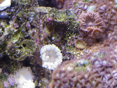 1996 Ford Bronco - Bubble Anemone.