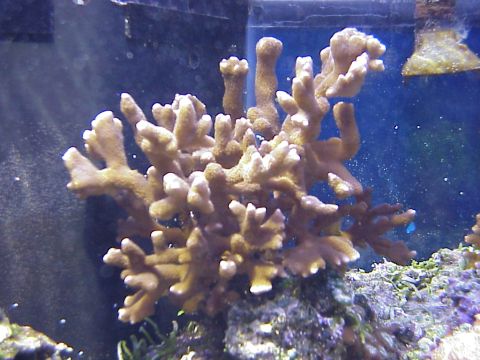 1996 Ford Bronco - Brown Montipora digitada.