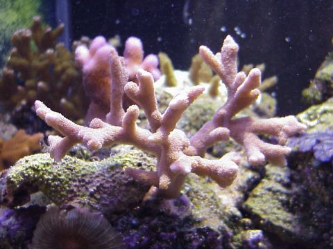 1996 Ford Bronco - Purple Montipora digitada.