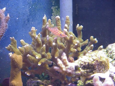 1996 Ford Bronco - Random Montipora/Acro Pic.