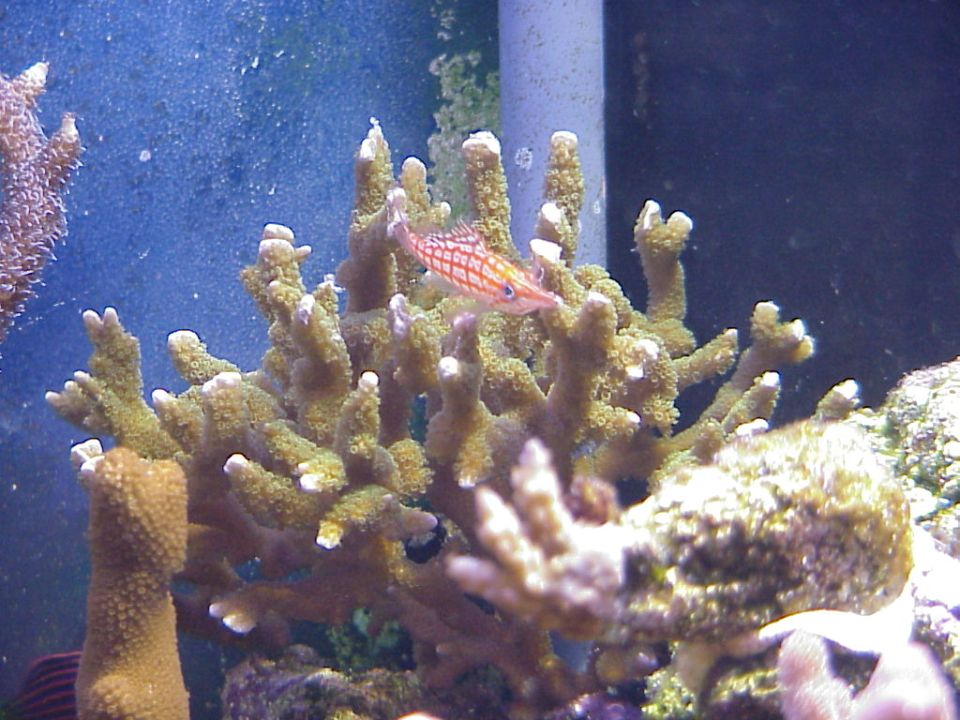 Random Montipora/Acro Pic.