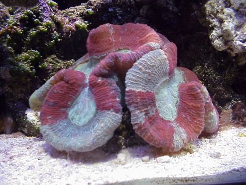 1996 Ford Bronco - Open Brain Coral.