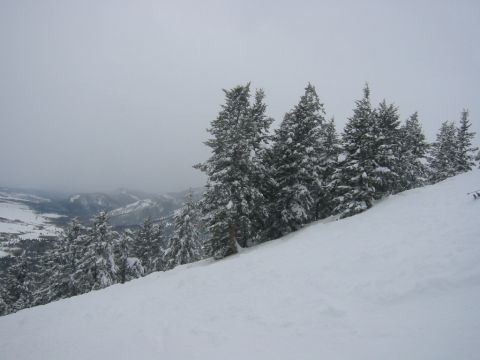 2006 BMW 5 Series - A winter scene unfolds with snow-covered pine trees on a slope overlooking a valley, under a gray sky.