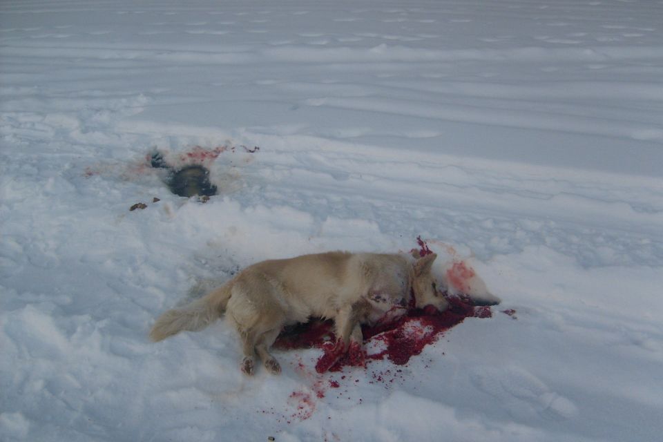 Dead dog in snow with blood