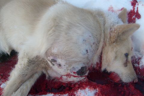 1979 Chevrolet Blazer - A deceased dog lies in the snow, showing significant injuries and blood.