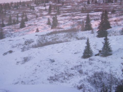 2000 Ford E350 - A dark vehicle is partially visible in a snowy, treed landscape, suggesting a winter scene.