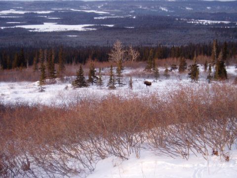 2000 Ford E350 - A lone moose wanders through a snow-covered landscape with dense evergreen forests in the background.