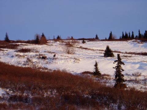 2000 Ford E350 - Two moose are visible in a snowy landscape with scattered evergreen trees and brush.