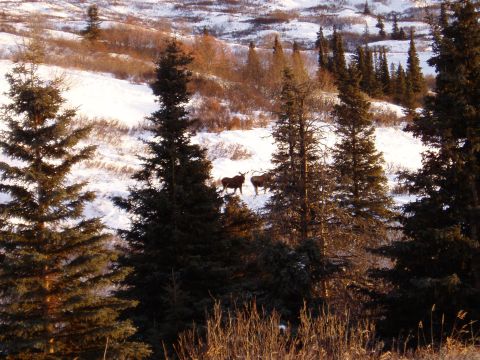 2000 Ford E350 - Two moose are visible in a snowy landscape with pine trees and brush.