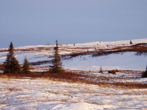 2000 Ford E350 - A moose wanders through a winter landscape with snow and brush.