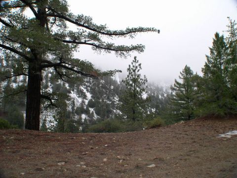 2007 Toyota FJ Cruiser - A scenic view of a snow-covered mountain slope with pine trees under a hazy sky.