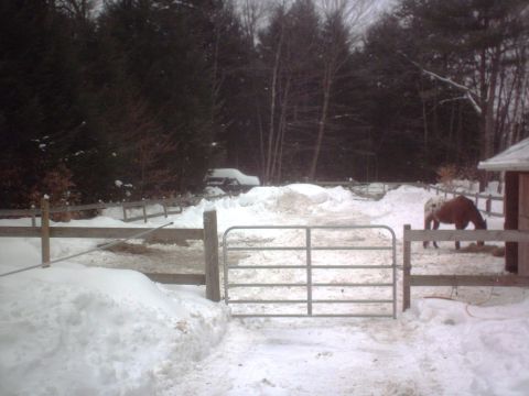1966 Land Rover Discovery - A horse grazes in a snow-covered farmyard, with a vehicle barely visible in the distance.