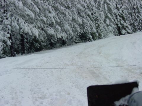1986 Ford Bronco - A snowy scene with trees laden with snow, and a track in the snow.