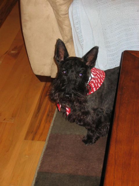 1985 Ford LTD Crown Victoria - A black Scottish Terrier with a festive red bandana sits on a rug next to a couch and a table.
