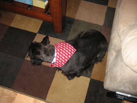 1985 Ford LTD Crown Victoria - Dog wearing a festive 'Ho Ho Ho' bandana on a checkered rug.
