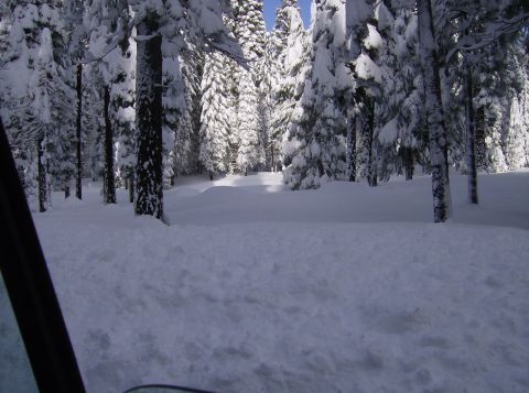 1986 Ford Bronco - Winter scene in a snow-covered forest, viewed from a car window.