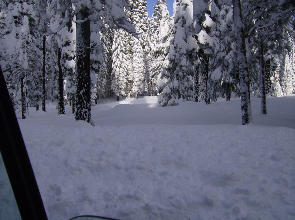 Snow covered trees in a forest, view from inside a vehicle