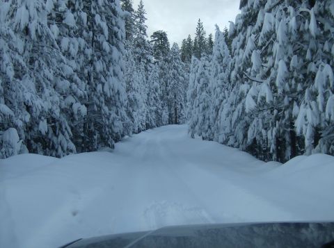 1986 Ford Bronco - A vehicle navigates a snow-covered road surrounded by dense pine trees laden with snow.