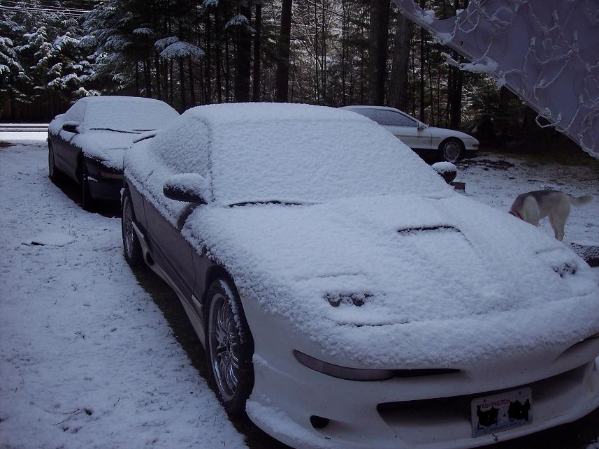 Two cars covered in snow, one dark and one white, with a dog sniffing the ground in the background