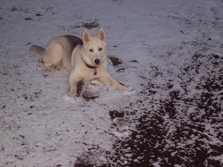 Husky lying in the snow, looking at the camera