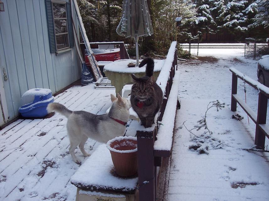 Husky dog and a tabby cat on a deck covered in snow. A house and trees are in the background