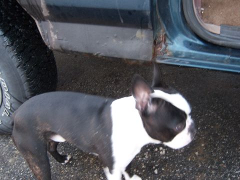 1995 Ford Bronco - A Boston Terrier dog is positioned next to a vehicle's door and tire, showing rust on the body panel.