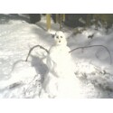 1973 Ford Ranchero - A snowman stands in the snow, its features made from simple materials.