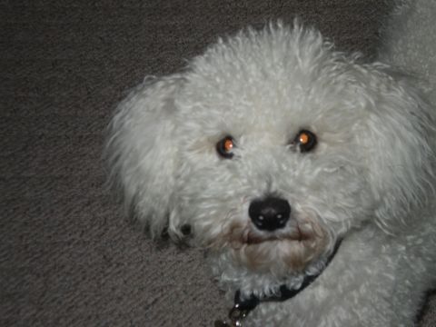 2005 Ford Excursion - A white poodle dog is looking at the camera with its eyes glowing orange.