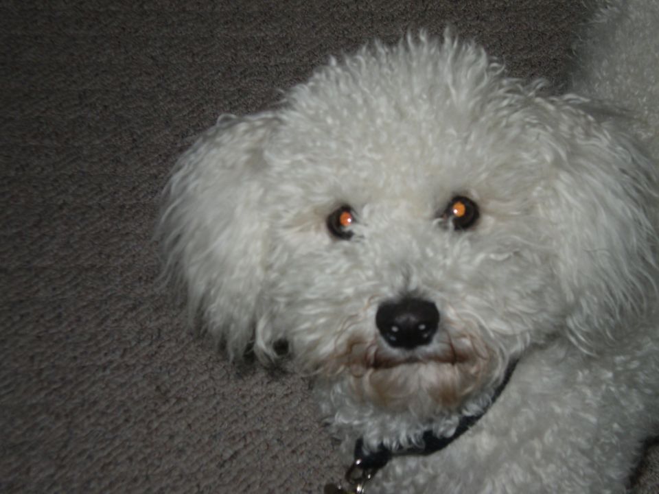 White poodle dog with orange eyes and a black collar, on a carpeted surface