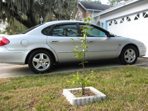 2002 Ford Taurus photo