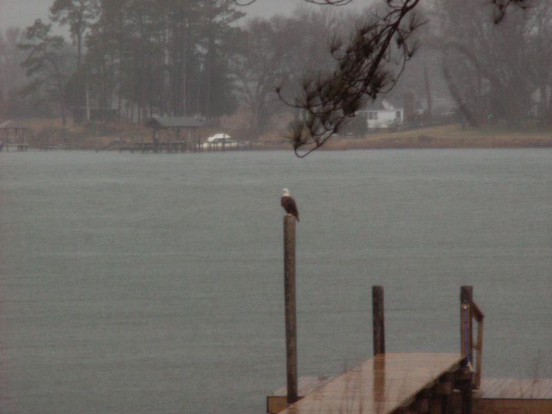Bald eagle perched on a dock piling over gray water on a foggy day