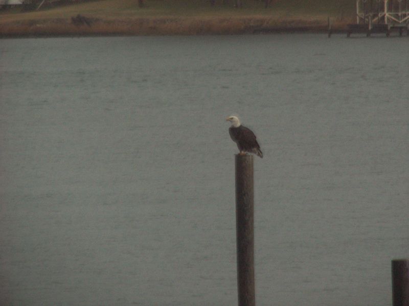 Bald eagle perched on a wooden piling over gray water near a shoreline