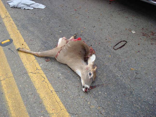 Dead deer on asphalt road with yellow double lines. A piece of cloth is on the left