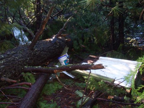 1994 Ford F-150 - A scene of destruction in a forest, with large trees and branches covering the ground.