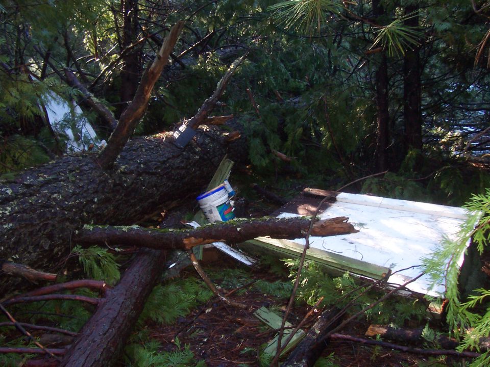 Fallen trees and debris cover the ground in a wooded area, with a white object and a bucket visible