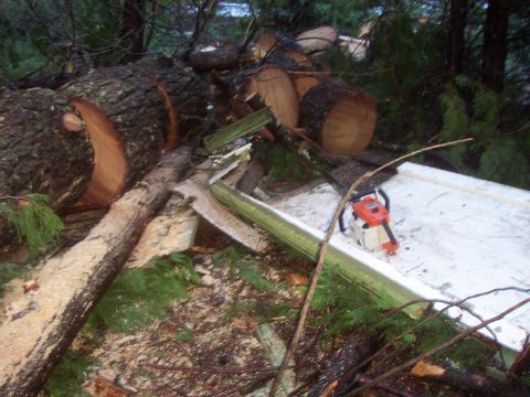 1994 Ford F-150 - A chainsaw rests on debris from fallen trees, with cut logs scattered around.