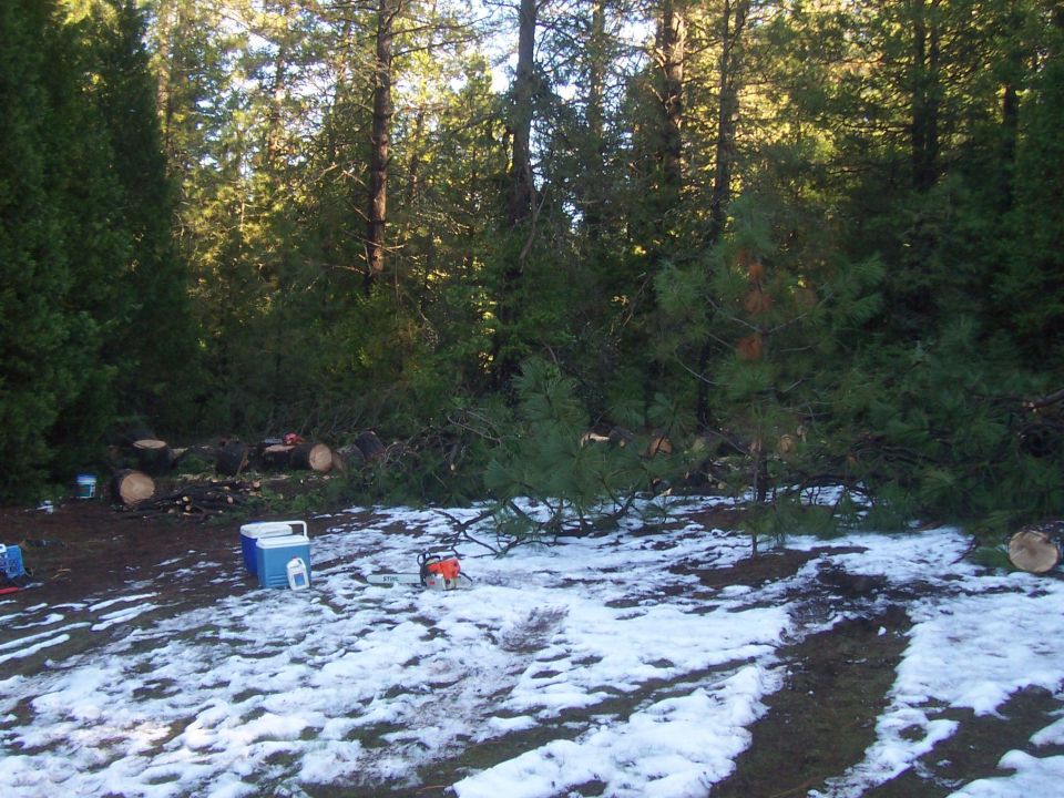 Chainsaw on snowy ground next to felled trees and a cooler