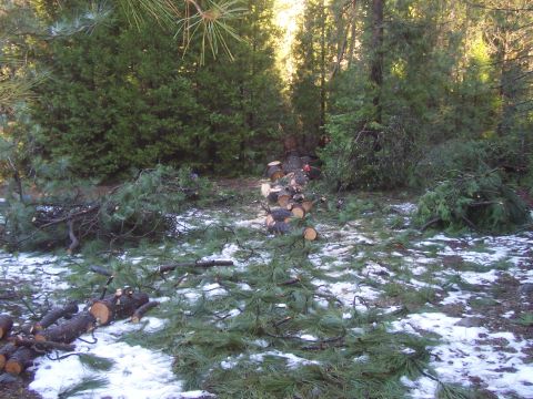 1994 Ford F-150 - A wooded area shows the aftermath of tree cutting, with logs and branches strewn across the snowy forest floor.