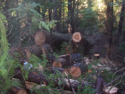 1994 Ford F-150 - Fallen trees litter a forest floor, with cut logs scattered among the undergrowth.