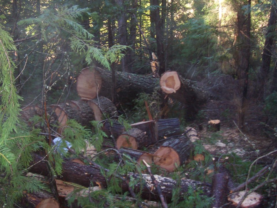 Fallen trees and logs in a wooded area with sunlight filtering through the canopy