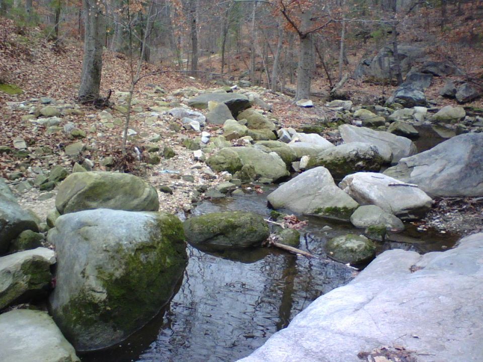 Rocky stream bed with fallen leaves and trees in the background