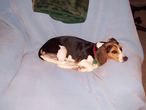 2004 Aston Martin Virage - A tri-colored beagle rests on a light blue blanket, wearing a red collar with a green tag.