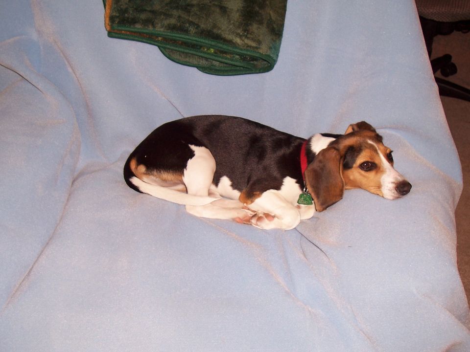 Beagle dog resting on a blue couch with a green blanket nearby