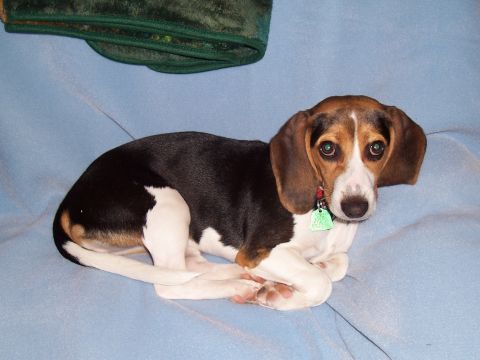 2004 Aston Martin Virage - A tri-color beagle dog rests on a blue blanket, looking towards the camera.