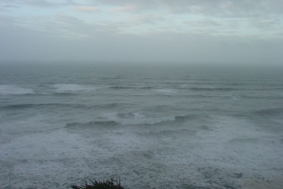 Ocean waves under a cloudy sky, with a small plant in the foreground