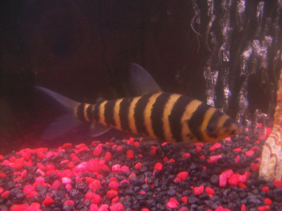 fish with black and yellow stripes in an aquarium with red gravel