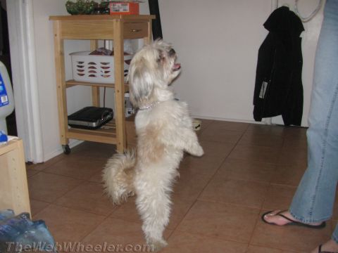 1968 Ford Mustang - A dog is standing on its hind legs in a room with tiled floors and a rolling cart.