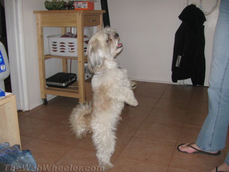 shaggy dog stands on its hind legs, looking up. A rolling cart with a basket is nearby