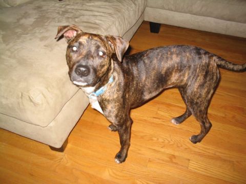 2001 Ford Crown Victoria - A brindle dog stands on a hardwood floor near a couch, looking towards the camera.